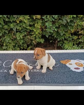 Cuccioli di jack Russell pedigree ENCI