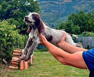 Cuccioli Spinone Italiano Cani da Caccia