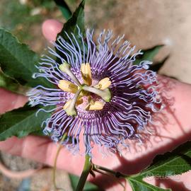 passiflora "Pina"