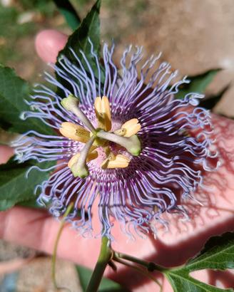 passiflora "Pina"