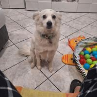 Cagnolina femmina