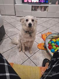Cagnolina femmina