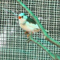 Diamantini mandarino