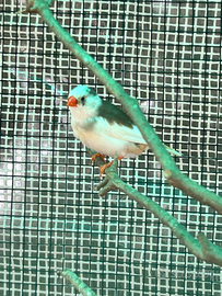 Diamantini mandarino