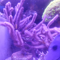 Coralli del mio acquario