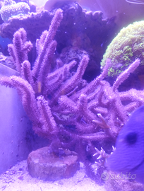 Coralli del mio acquario