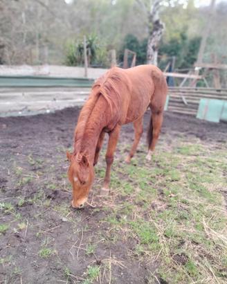Cavalla Quarte horse con origini americane