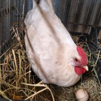 Galline
