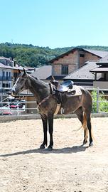 Cavallo