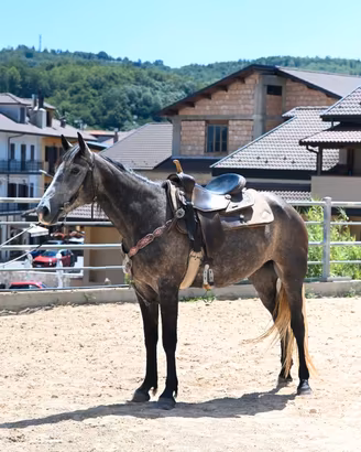 Cavallo