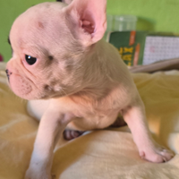 Bulldog francese