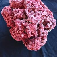 corallo rosso tubipora musica
