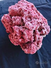 corallo rosso tubipora musica