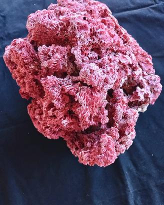 corallo rosso tubipora musica