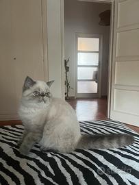 Cucciola exotic shorthair tabby