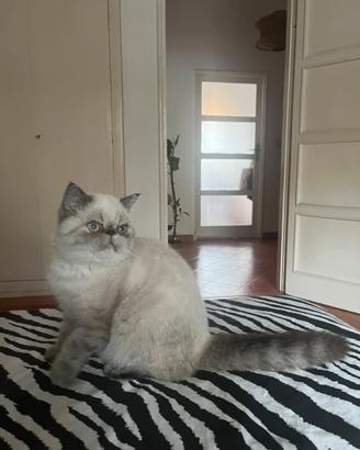 Cucciola exotic shorthair tabby