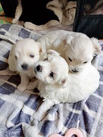 Cuccioli maltese
