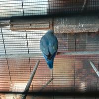 Pappagallina azzurra riproduttiva