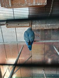 Pappagallina azzurra riproduttiva