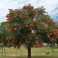 pianta del corallo (crista galli)