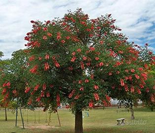pianta del corallo (crista galli)