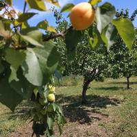 Alberi da frutta biologici