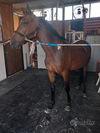 cavallino 