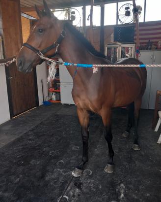 cavallino 