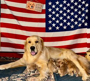 Cuccioli golden retriever americani