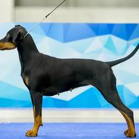 German pinscher cuccioli - pedigree ENCI