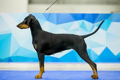 German pinscher cuccioli - pedigree ENCI