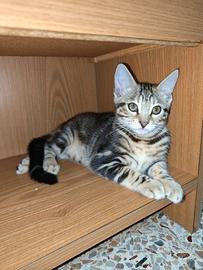 Gattini Dolcissimi in Casa