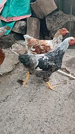 Galline e Galli Wyandotte