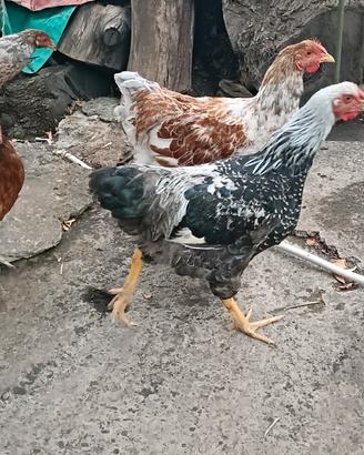 Galline e Galli Wyandotte
