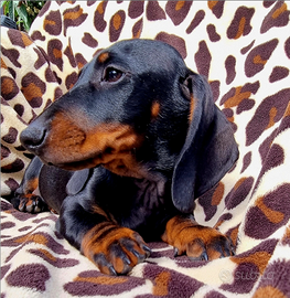 Bassotto tedesco disponibile