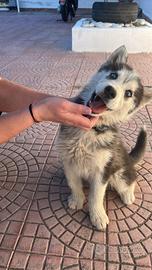 Husky siberiano