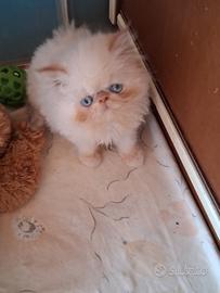 Gattino persiano
