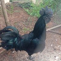 Galline ayam cemani