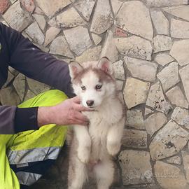 Cuccioli siberian husky