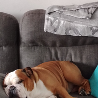 Bulldog inglese per monta