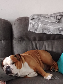 Bulldog inglese per monta