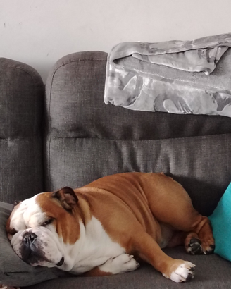 Bulldog inglese per monta
