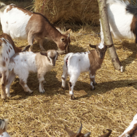 Capretti/capre nane da compagnia