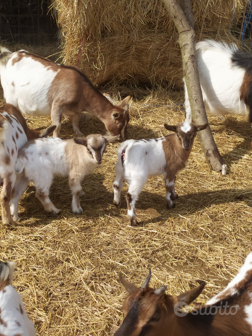 Capretti/capre nane da compagnia - Animali In vendita a Cremona