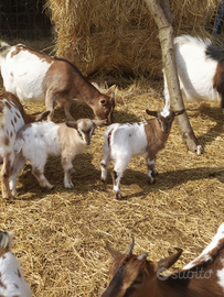 Capretti/capre nane da compagnia