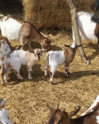 Capretti/capre nane da compagnia