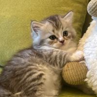 Gattini Scottish Fold