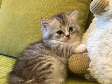 Gattini Scottish Fold