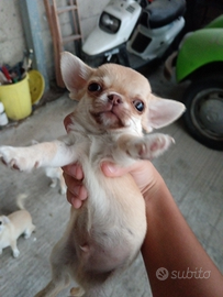 Chihuahua