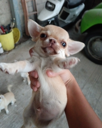 Chihuahua